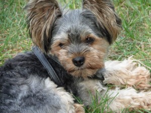 SAM_0064