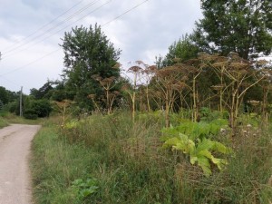 SAM_0077