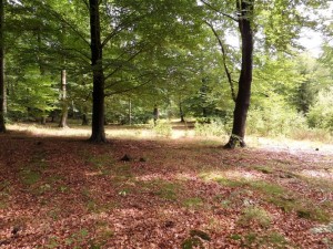 SAM_0109