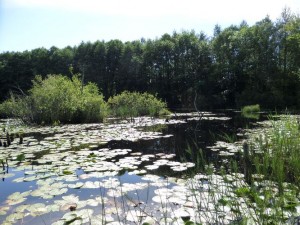 SAM_0166
