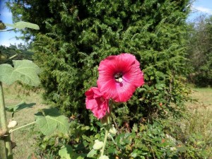 SAM_0172