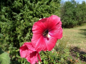 SAM_0173