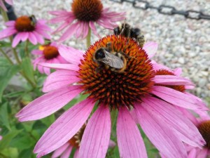 SAM_0261