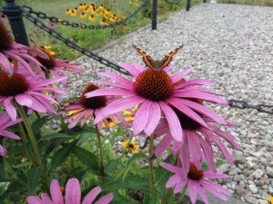 SAM_0264