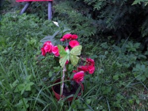 SAM_0280