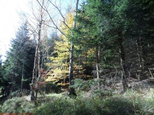 SAM_1187