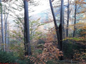 SAM_1321
