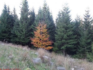 SAM_1322
