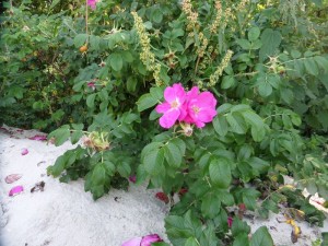 SAM_9932