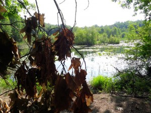 SAM_9956