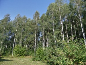 SAM_9962