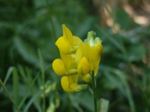 beskid wyspowy 67