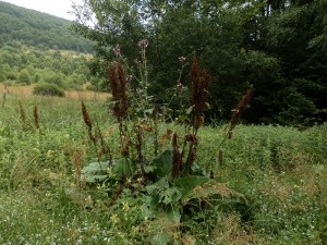bieszczady_2015_05