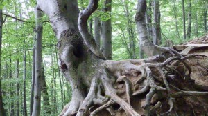 bieszczady_2015_09