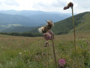 bieszczady_2015_30