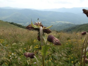bieszczady_2015_34