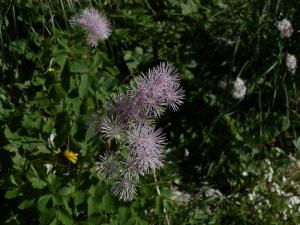 czerwone wierchy 131