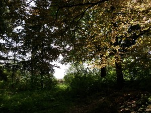kwiaty_wiosną_104   