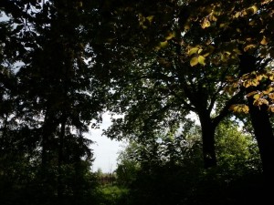kwiaty_wiosną_105   
