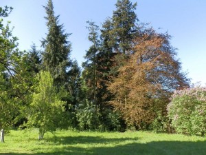 kwiaty_wiosną_14 