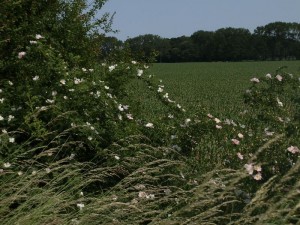 kwiaty_wiosną_155   