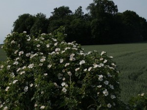 kwiaty_wiosną_159   