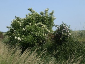 kwiaty_wiosną_167   