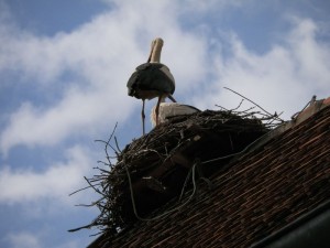 kwiaty_wiosną_27