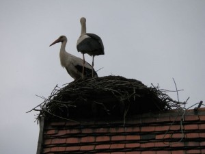 kwiaty_wiosną_28