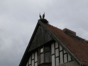 kwiaty_wiosną_30